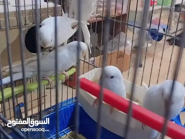 حب البينو عين حمر فراخ للبيع او للبدل على حمام او كنار