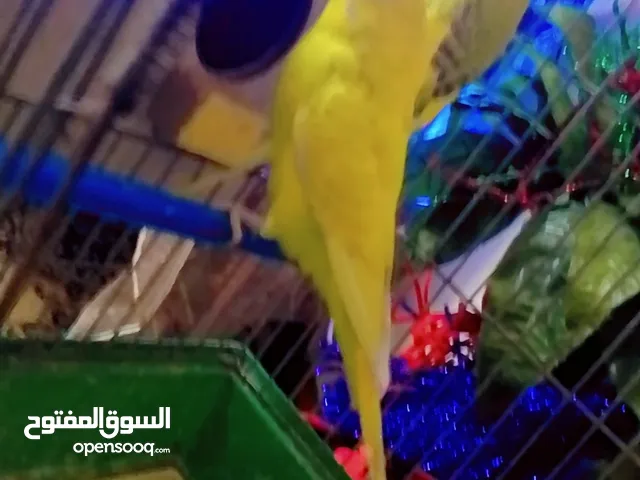 جوز عصفير حب نخب اول شغالات ميه ميه مع قفص وكوخ للبيع موجودات بزرقا