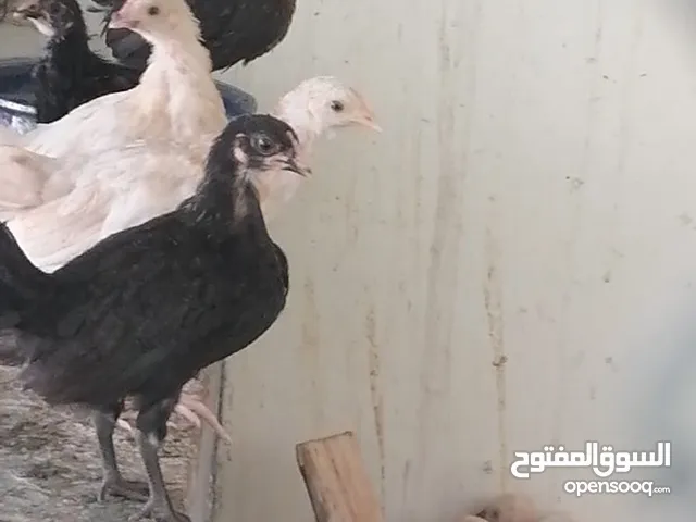 دجاج عمانيات عمر شهرين وحاجه بقيمة600 بيسة