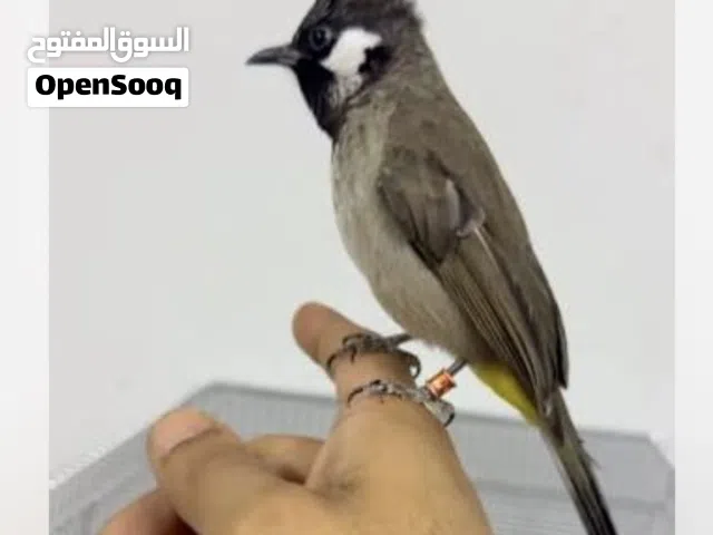 مطلوب طير بلبل بحريني بسعر رخيص