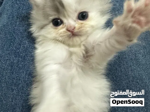 قط صغير كيوت جدا و لعوب و اجتماعي a very cute white cat