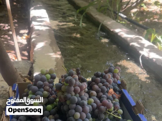 عنب محلي للبيع