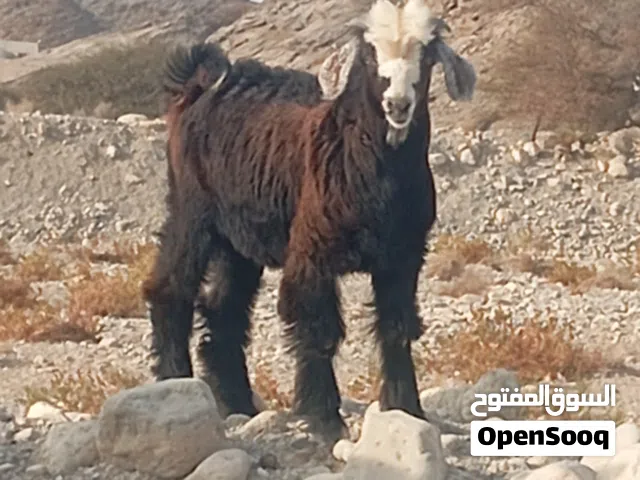 جدايه سمان تبارك الله عدد 2 اعمار 9 وزياده   الجدي الاسود 90 والثاني 80