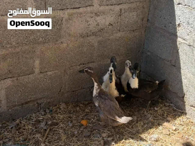 للبيع بط محلي منتج
