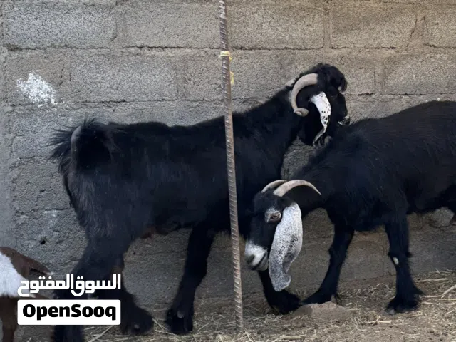 للبيع غنم بيع جمله فققققط