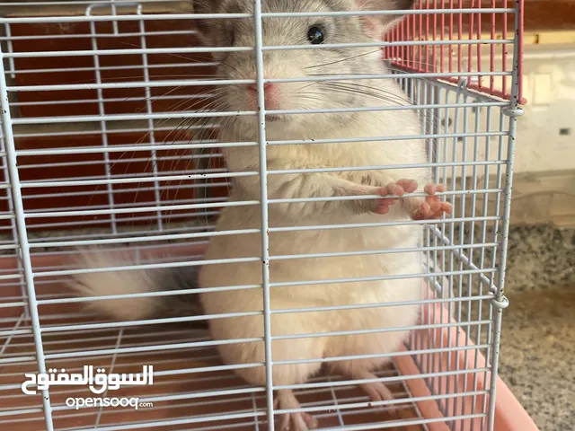 شنشيلا اليفيين انتاج البحرين