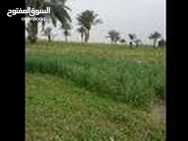 بيت بناء حديث مع ارض زراعيه عقد 117  4دوانم