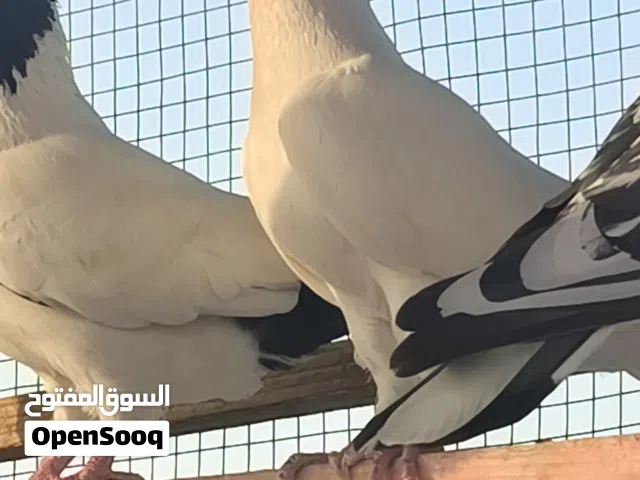 متاح لواته بيضه مال صيد