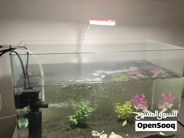 حوض سمك البدل على ببغاء درة او كوكتيل