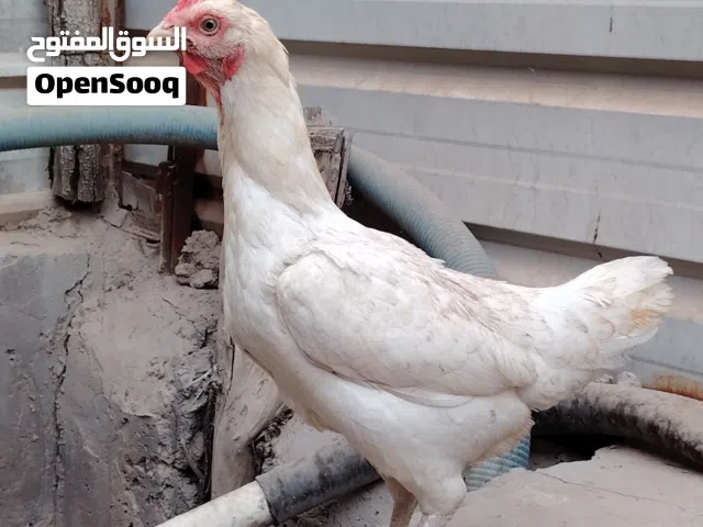 دجاج عرب عراقي الرس القديم