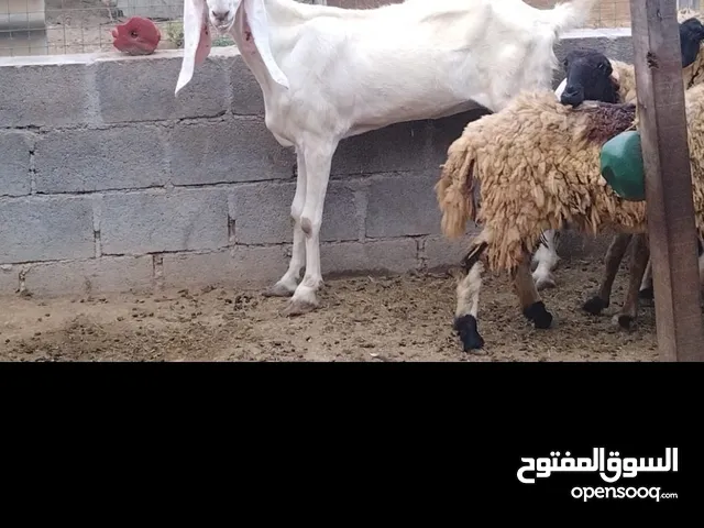 ماعز باكستانية للبيع