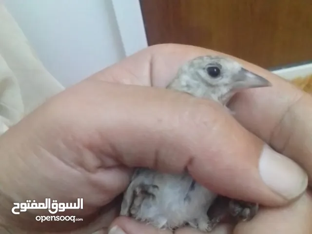 بفضل الله موجود ثلاث فراخ صيد نهر الأردن فحلين وطيرة