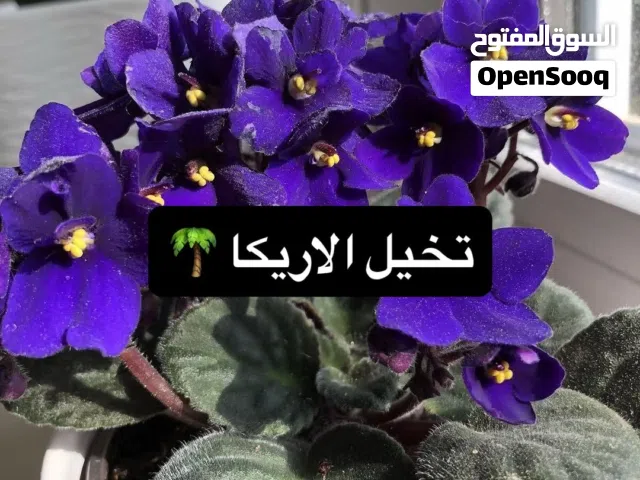 تصميم أحواض زراعية مودرن