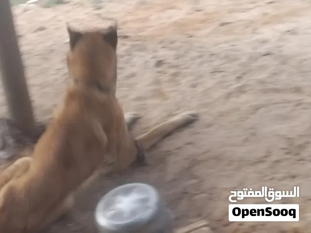 سلام عليكم ولف الله يبارك الاسم بوش
