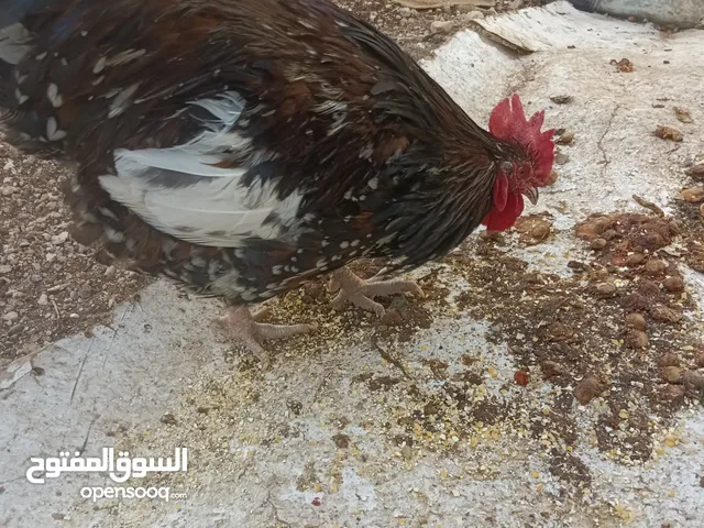 ديك سايكس كرستال عمرو تقريبا 6شهور