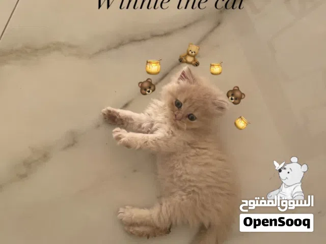 قط عمره شهرين