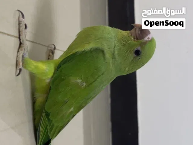 بغباء دره اليف