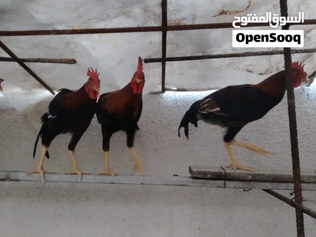 سلام عليكم ديوجه عدد3 صحيات حلوات