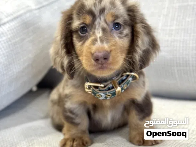 Pure Breed dachshund puppies available