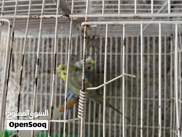 كوبية هوقورومو