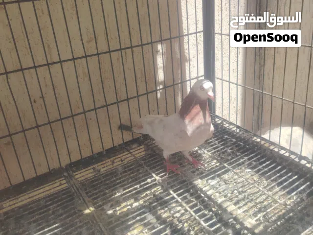 للبيع كوبيات وفرادي