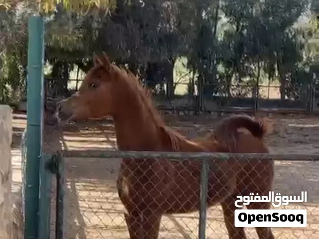 مهرة عربية فل مستقبل قوي مسجلة