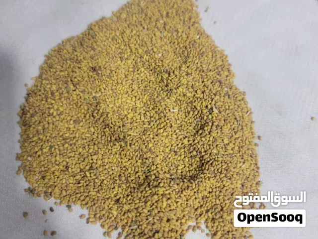 بذور برسيم يمني ساحلي