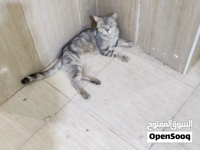 URGENT CAT ADOPTION NEEDED – PLEASE HELP