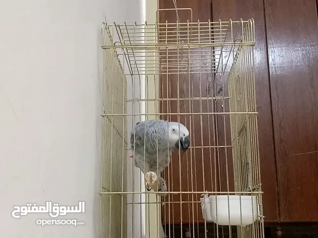 محمد القيسي