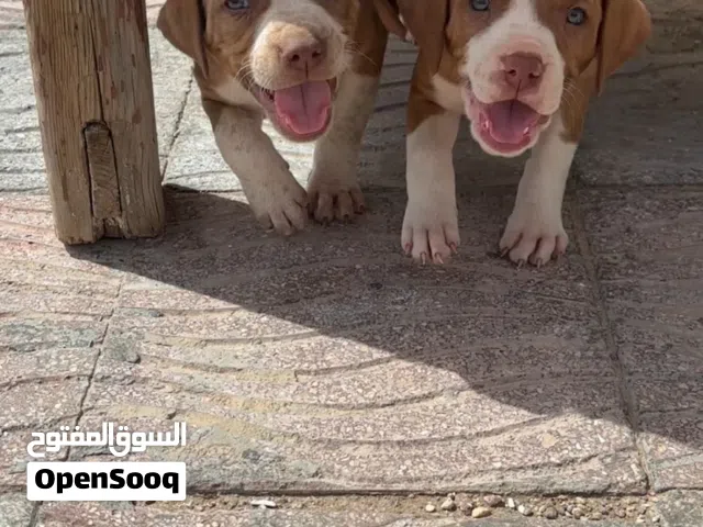 ذكر وانثى بيتبول ريد نوز بيور 100٪