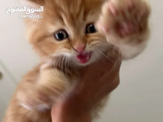 بيع قطوه في الكويت