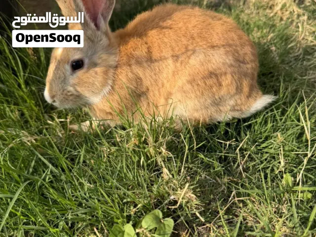 أرانب للبيع