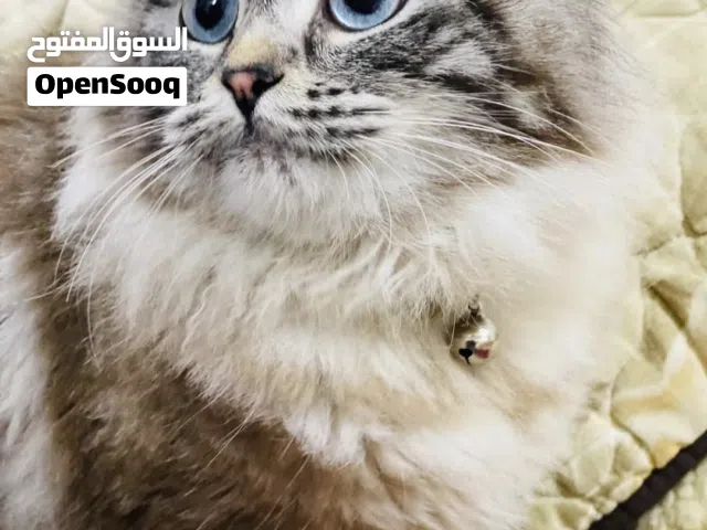 قطط همالايا ذكور واناث منتجيين للبيع للجادين فقط