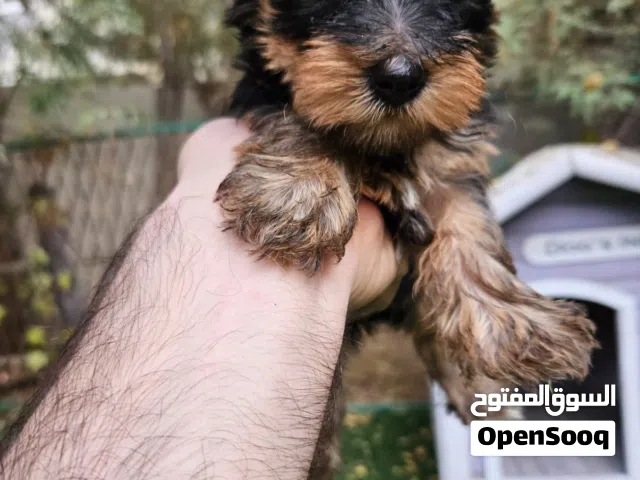 يوركشاير انثى عمر شهرين 2 mothes old yorkie puppy
