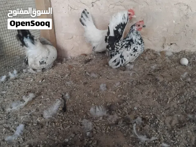 ثلاثه دجاجات بسم الله ما شاء الله النوع كيني