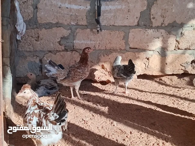 دجاج مخلط للبيع غريان