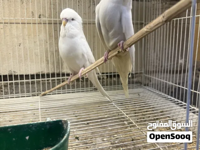 طيور حب انكليزي البينو عين حمره
