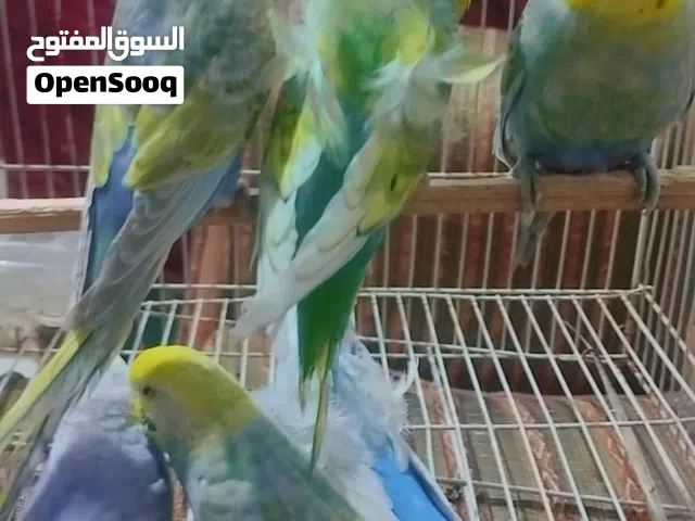 فناجس جامبو وطيور الحب رينبو اقره الوصف