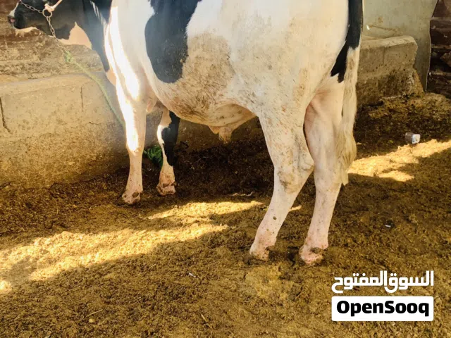 عجل سمين وحلو معلوف براسه مكاني بصره شط ألعرب الكباسي سعره 2,500 الف عجل نوعيه