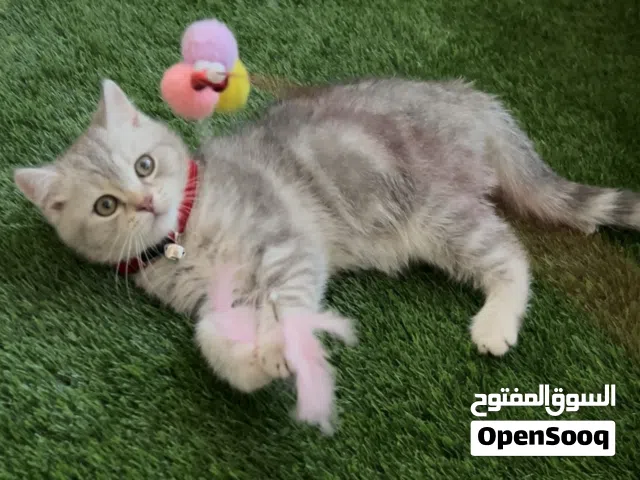 انثى برتش شورت هير عمر شهرين ونص