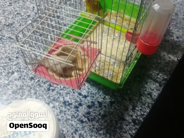 عصافير كنار للبدل ع جاج او وز او حبش