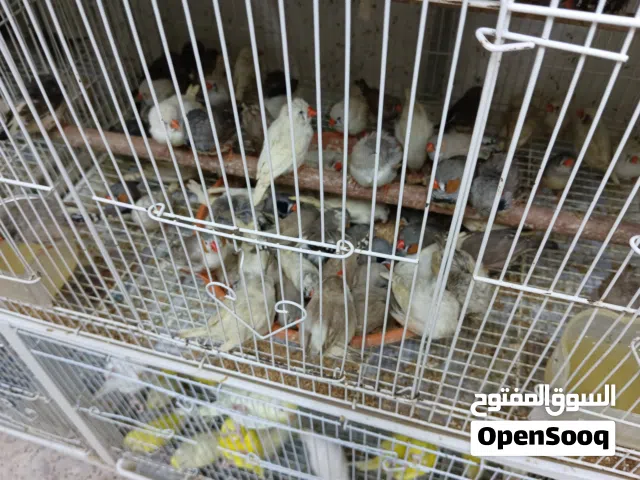 finches available 55