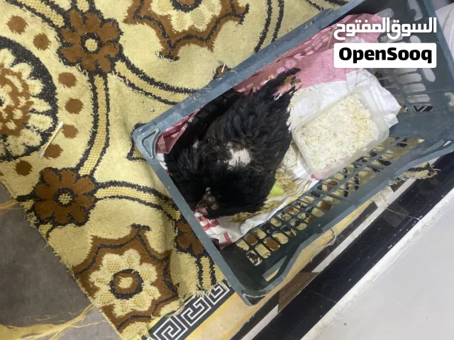 السلا عليكم يوجود بيض مال وز صاله 6 ايايم كعده عليهن يعني بيهن جنين