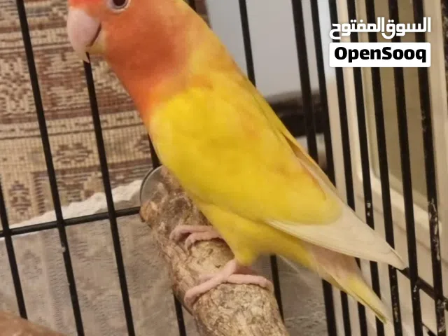 ريشة طويلة لوتينو + ذكر أخضر + 5 بيضات في عجمان Long Feather Lutino + Green Male + 5 eggs