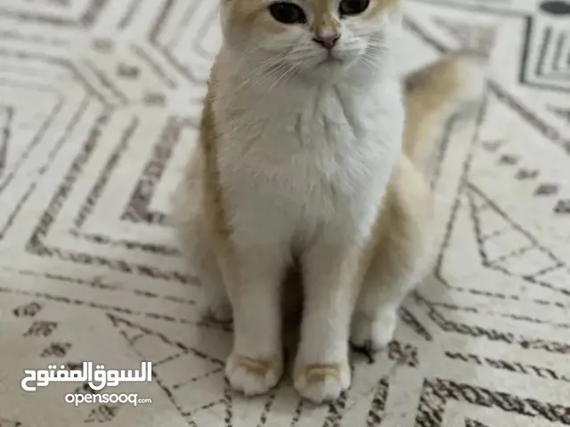 قطة برتيش منتجة للبيع