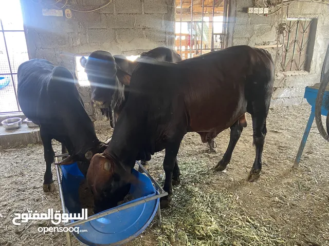 ثيران مطعومات