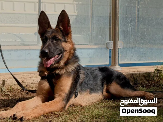 كلب جيرمن شيبرد