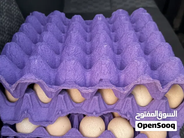 بيض دجاج حبشي مخصب