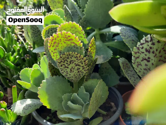 عصاريات وصباريات من اجمل المجموعات العصارية . صحه وانبات رائع . وباسعار رائعة تتوفر باحجام عديده