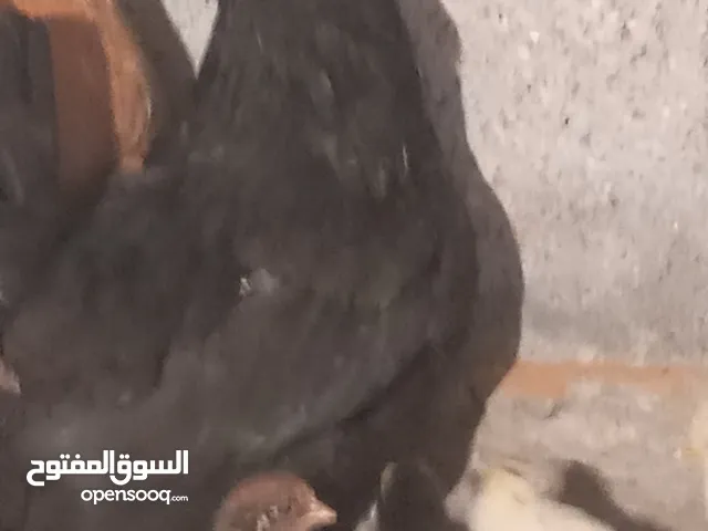 دجاجة عربية تحتها فلاليس.